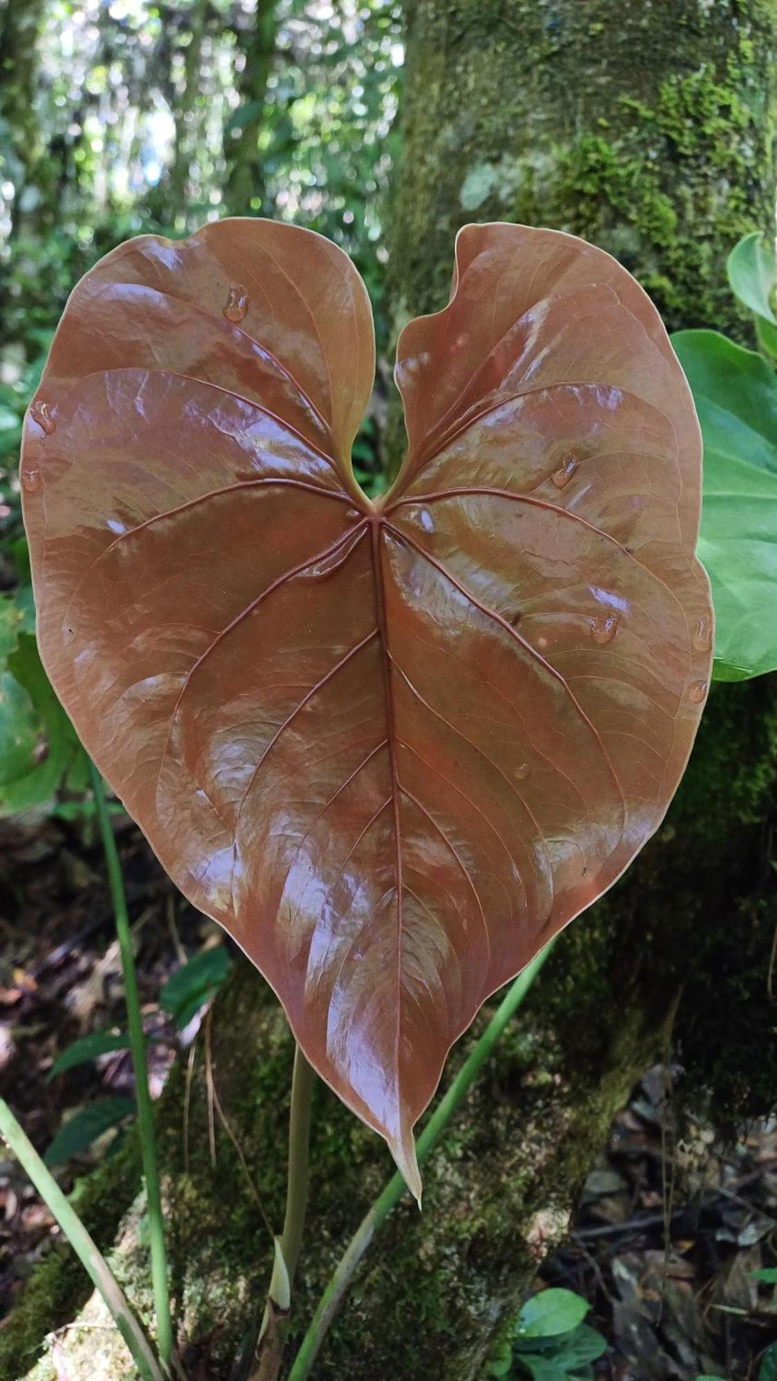 Paraiso Verde Chijou Dış mekan fotoğraf